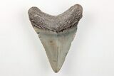 Fossil Megalodon Tooth - North Carolina #200700-1